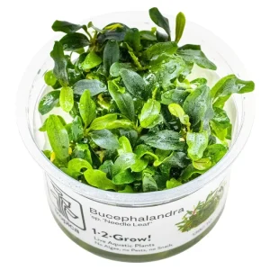 Bucephalandra sp. 'Needle Leaf'